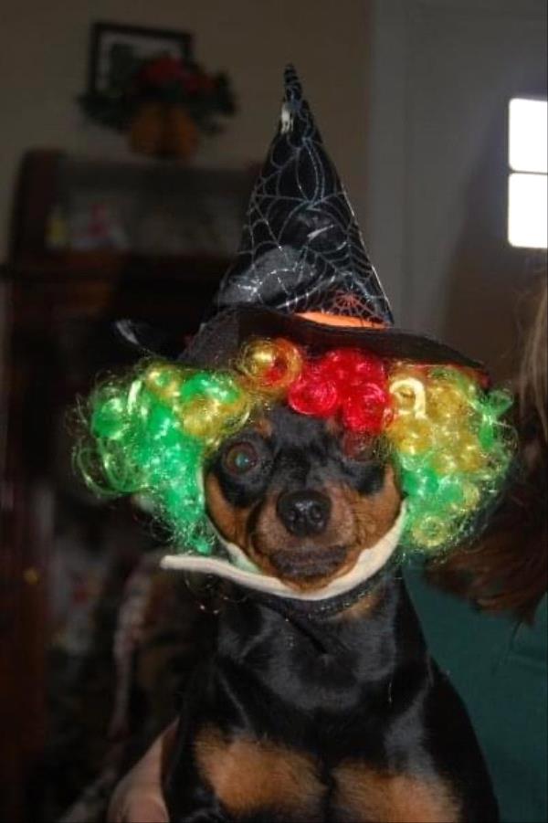 /Images/uploads/Miss Nutfield Scholarship Program/miss-nutfield-pet-photo-contest/entries/31389.jpg